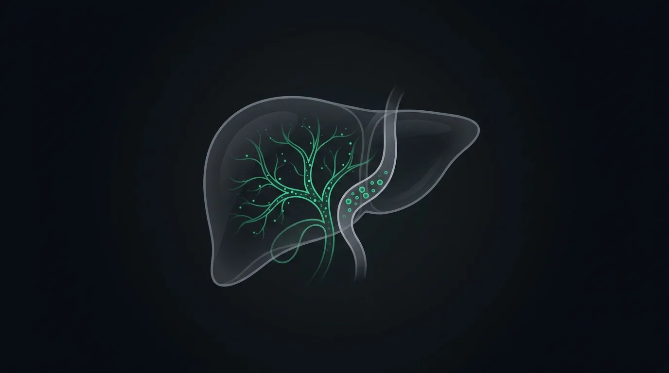 A simplified liver with its fine bile-duct network in emerald, enzyme particles rising from the duct lining into the blood.