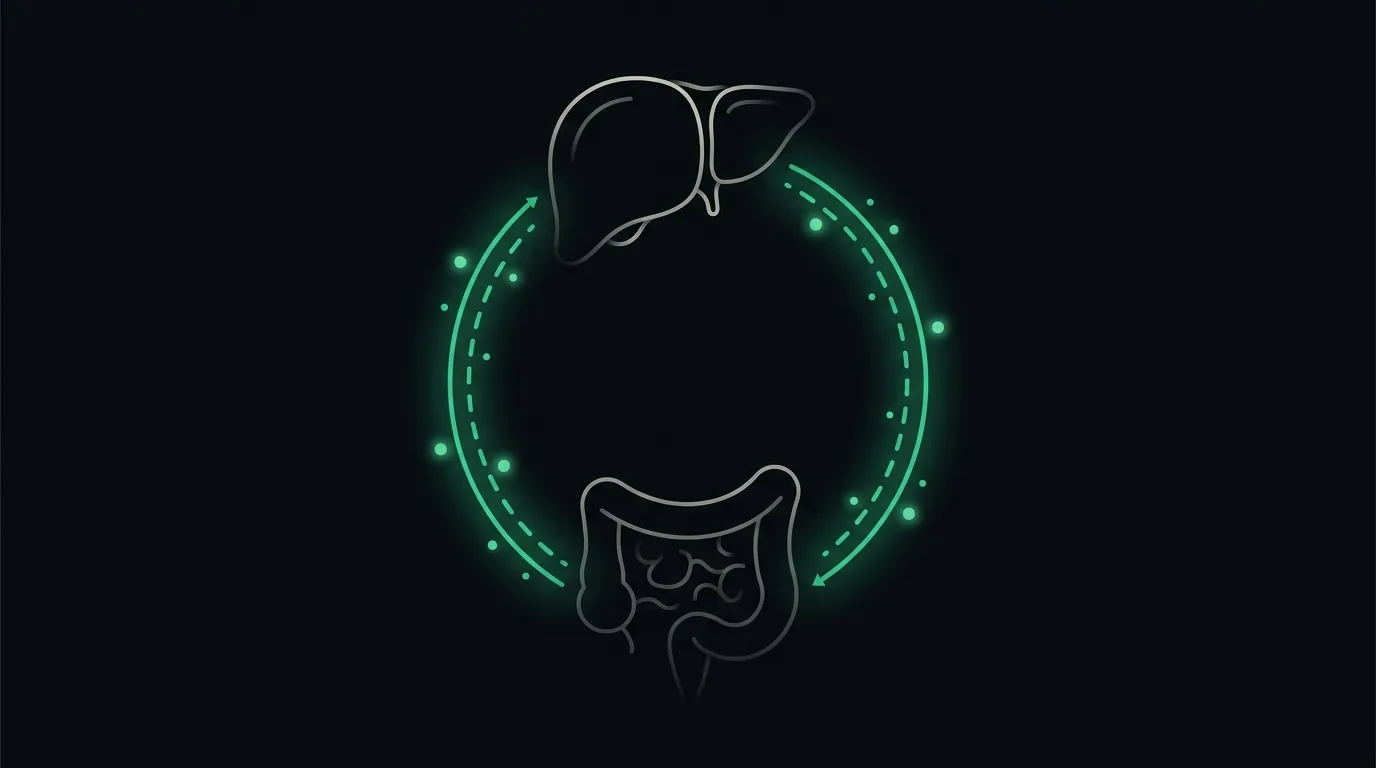 A circular loop of emerald bile-acid particles flowing from the liver to the gut and back, a recycling circuit.