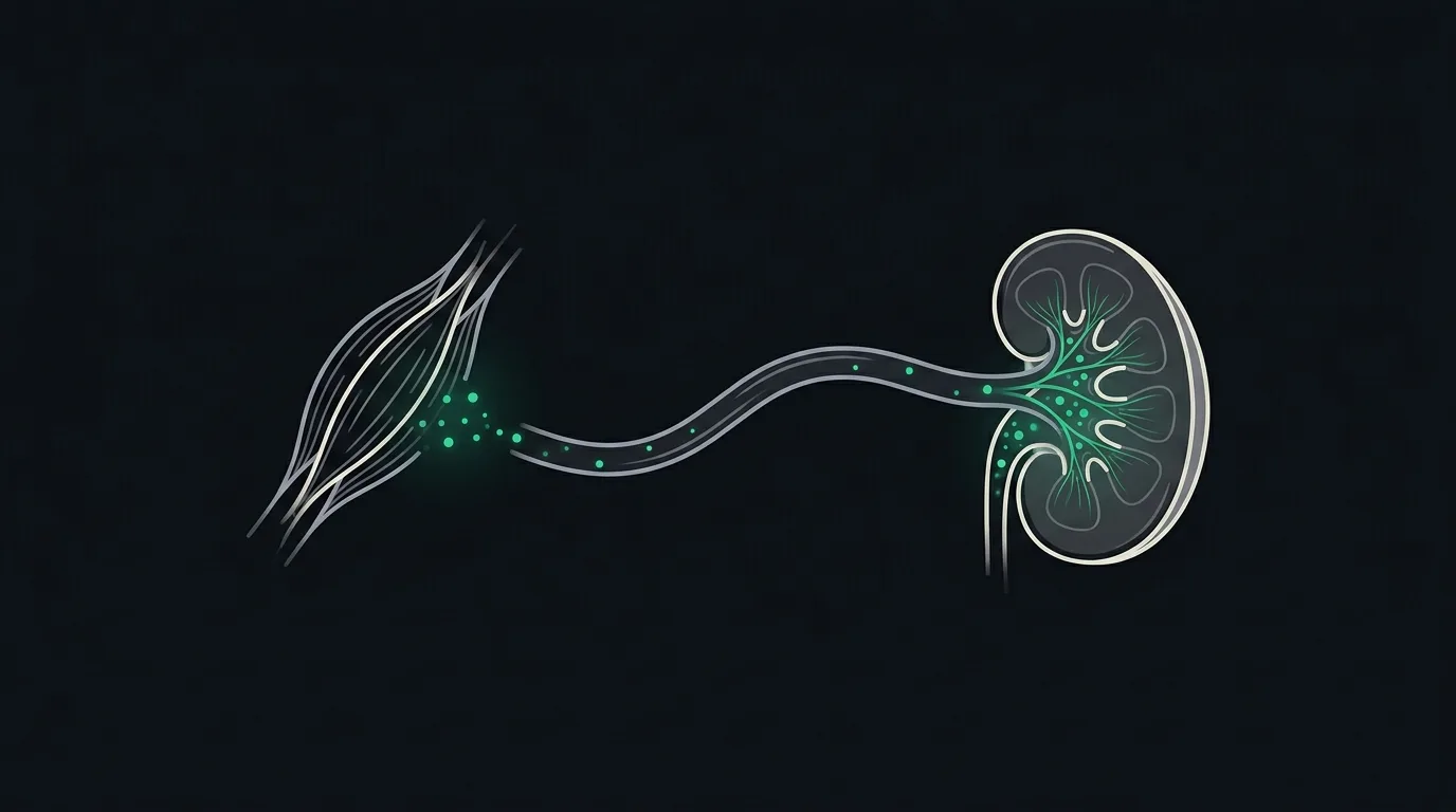 A bundle of muscle fibres releasing small emerald waste particles into a vessel that flows to a kidney which filters them out.