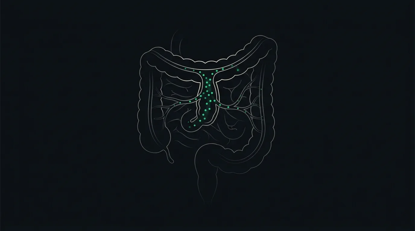 The upper small-intestine lining absorbing small emerald vitamin particles into the blood.