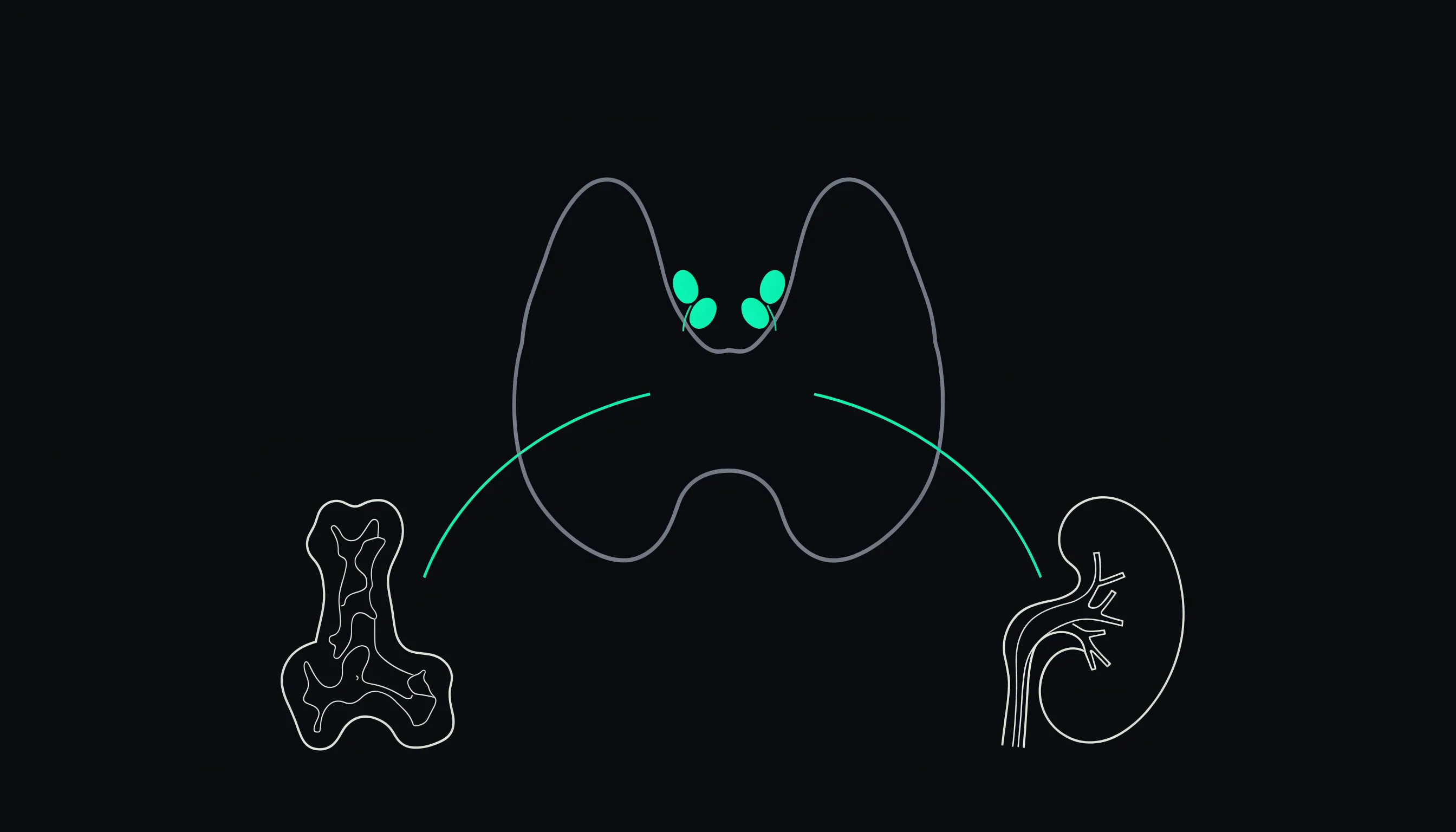 A thyroid gland in grey outline with four small emerald parathyroid glands on its rear surface, and two emerald arcs curving away towards a bone cross-section on one side and a kidney on the other.