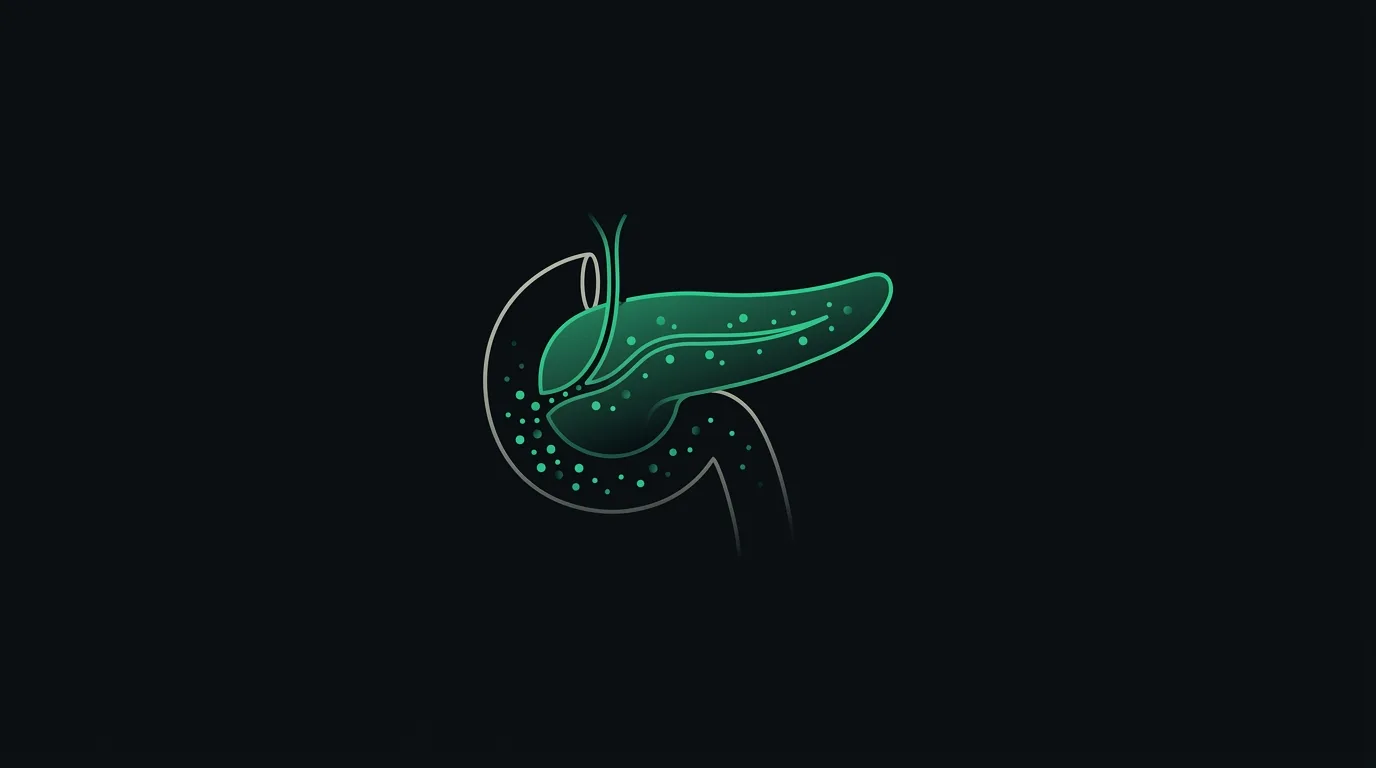 A pancreas releasing emerald digestive-enzyme particles through a duct into the small intestine.