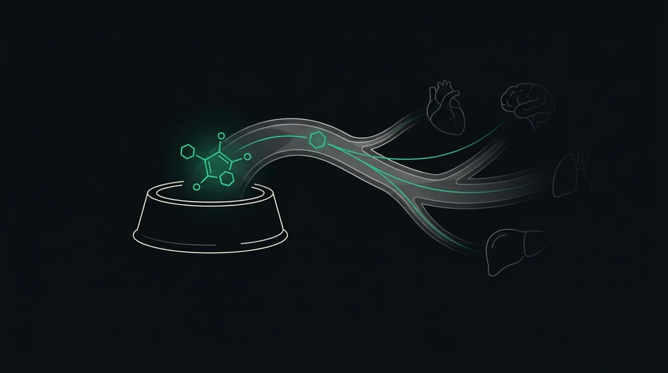 A vitamin molecule arriving from a food bowl rather than sunlight, travelling in emerald to support several organs.